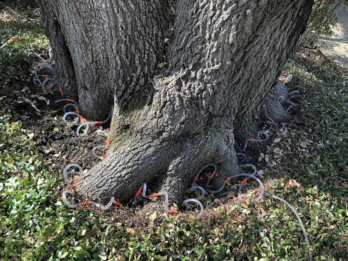 Detailed Tree Cabling and Bracing job site in Le Grand