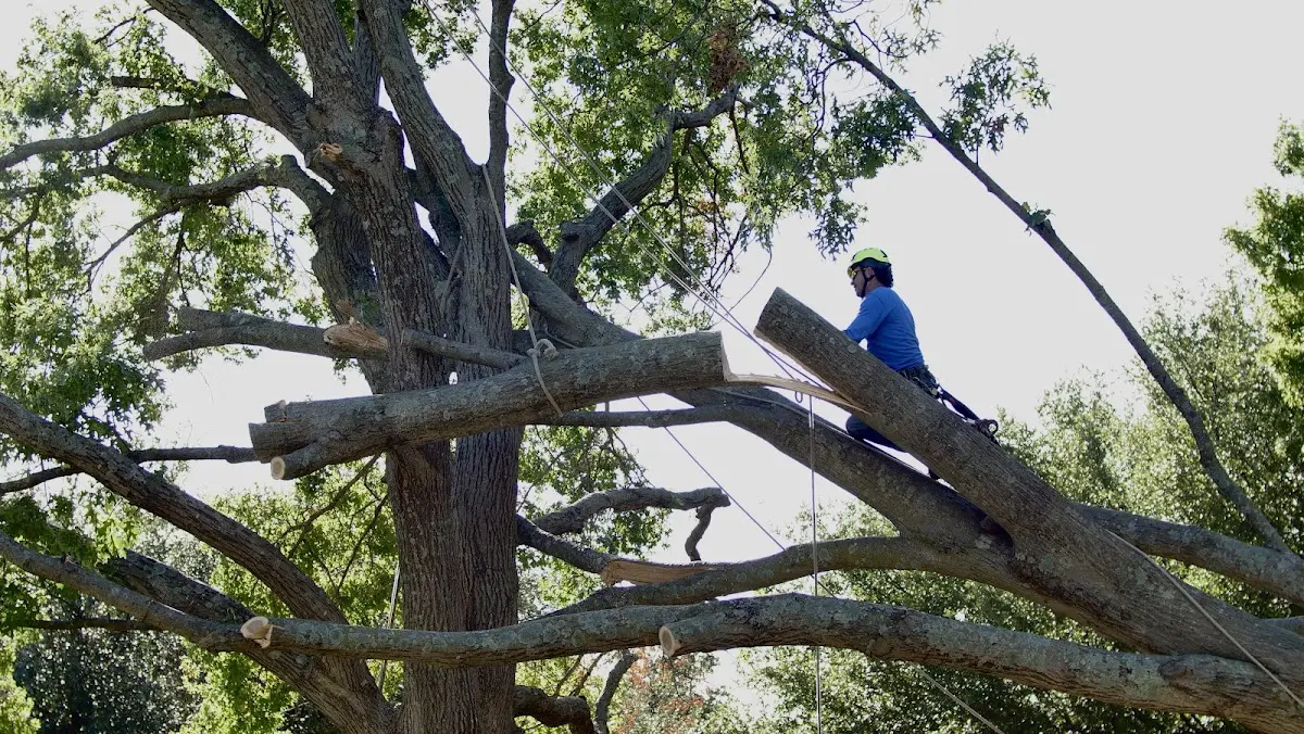 Professional Hazardous Tree Removal performed by certified arborists in Le Grand