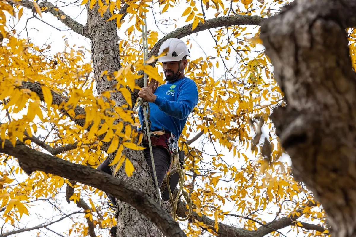 Skilled Tree Pruning crew working in Le Grand